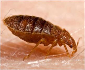 How to Get Your Home Ready for a Bed Bug Treatment