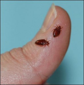 Bed+Bugs+on+Finger