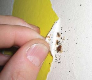 bed-bugs-inspection-wall-cavity