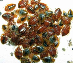 manybedbugs